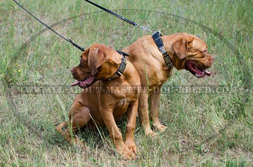 Easy in use leather collar