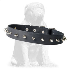 Shiny leather collar with attractive decorations