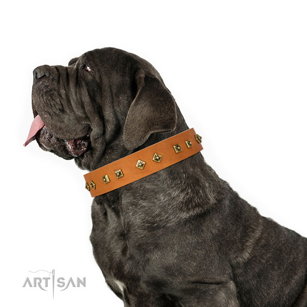 Mastiff embellished leather dog collar for basic training title=Mastiff genuine leather collar with embellishments for fancy walking