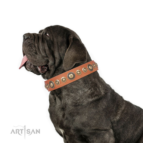 Mastiff significant full grain natural leather dog collar for fancy walking title=Mastiff leather collar with adornments for handy use