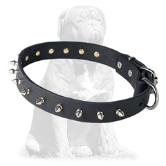 Mastiff collar for walking