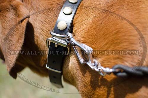 Nickel plated Mastiff collar