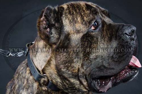 Training leather collar for Mastiff