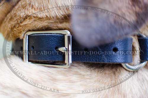 Buckled leather Mastiff collar