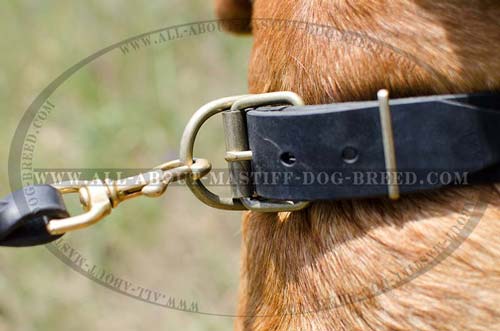 Studded leather dog collar