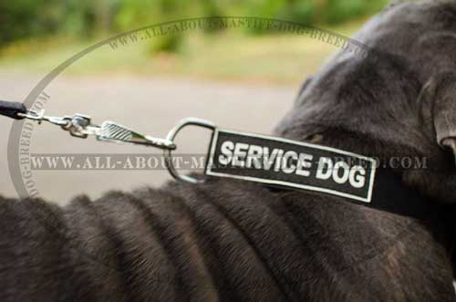 Easy adjustable nylon collar for Mastiff