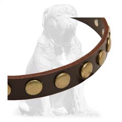 Durable  leather collar with riveted fittings