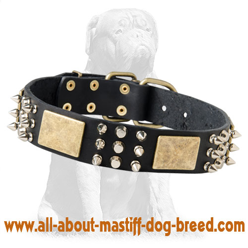 The Best Designer Leather Dog Collar with Massive Plates and Spikes for  Bullmastiff breed [C84##1014 Brass massive plates with 6 nickel spikes 3  pyramids] : Bullmastiff dog harness, Bullmastiff dog muzzle, Bullmastiff