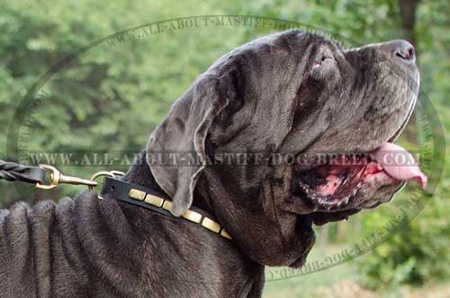 All purpose Mastiff leather collar