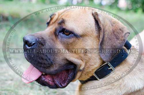 Stylish walking leather Mastiff collar