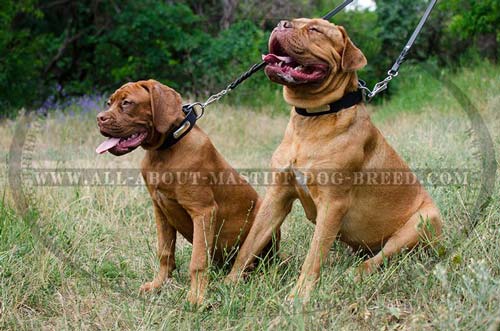 Stylish leather collar