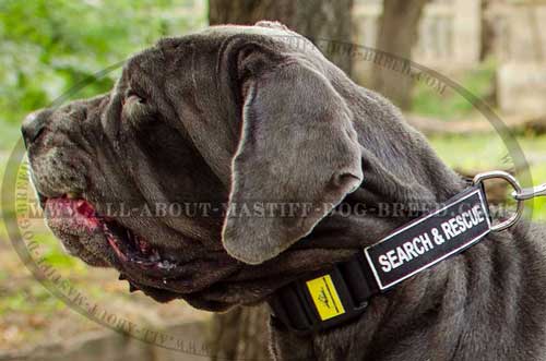 Tear-proof nylon Mastiff collar