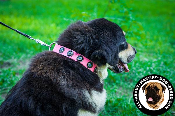 Fashion pink Mastiff collar