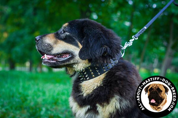 Studded leather Mastiff collar with spikes