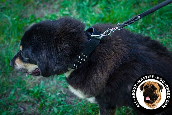 Mastiff leather collar with riveted hardware