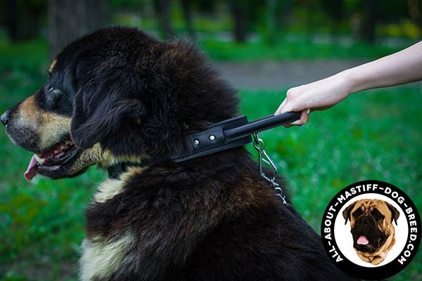 Leather collar with handle for Mastiff training