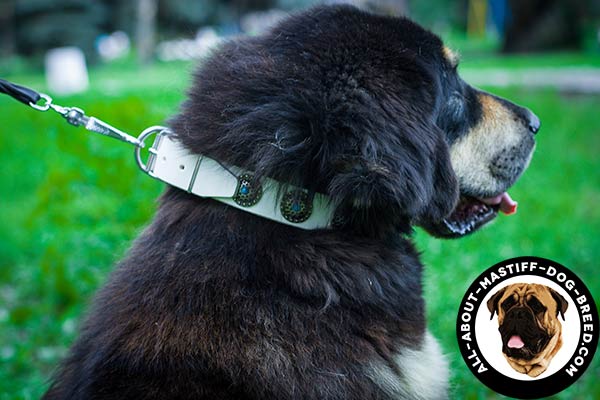 Handmade white leather collar for Mastiff