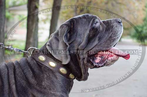 Durable Decorated Leather Mastino Napoletano Collar 