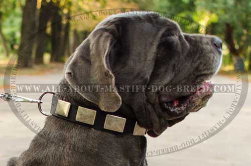 Fancy nylon collar for Mastino Napoletano