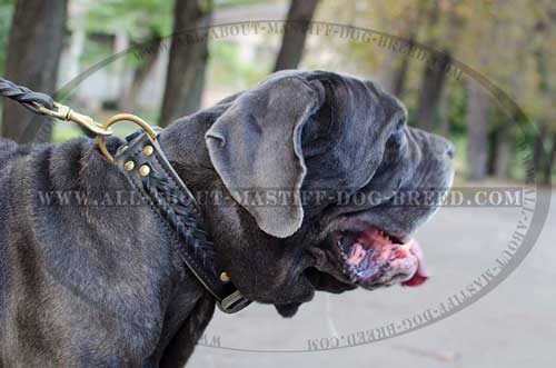 Mastino Napoletano Leather Collar Stylish Braids