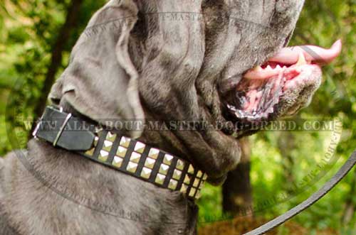 Mastino Napoletano Leather Collar Nickel Plated Buckle