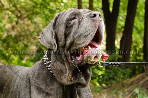 Mastino Napoletano Leather Collar Nickel Plated Decorations