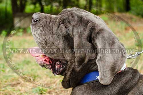 Tearproof Painted Leather Mastino Napoletano Collar 