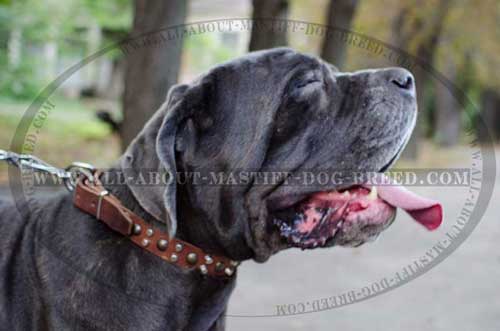 Mastino Napoletano Studded Leather Collar Dog Walking
