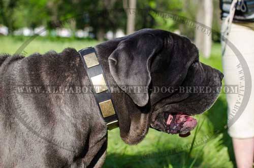 Top quality Mastino Napoletano collar