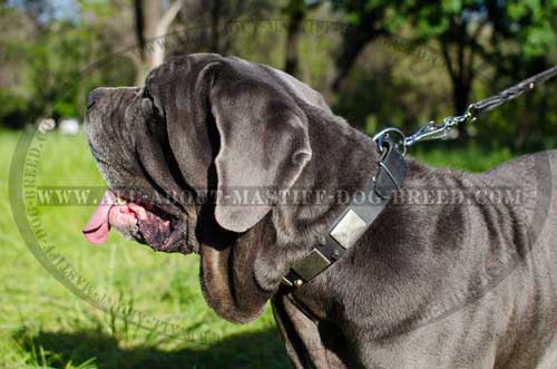 Feature-rich leather Mastino Napoletano collar 