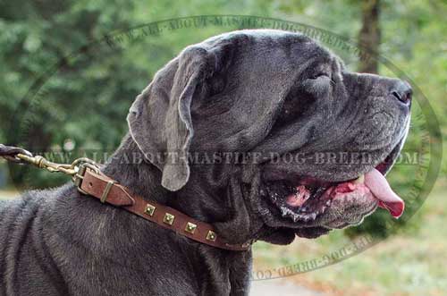 Mastino Napoletano collar with durable fittings for utmost comfort