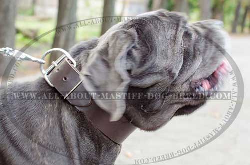 Mastino Napoletano leather collar for comfy walking