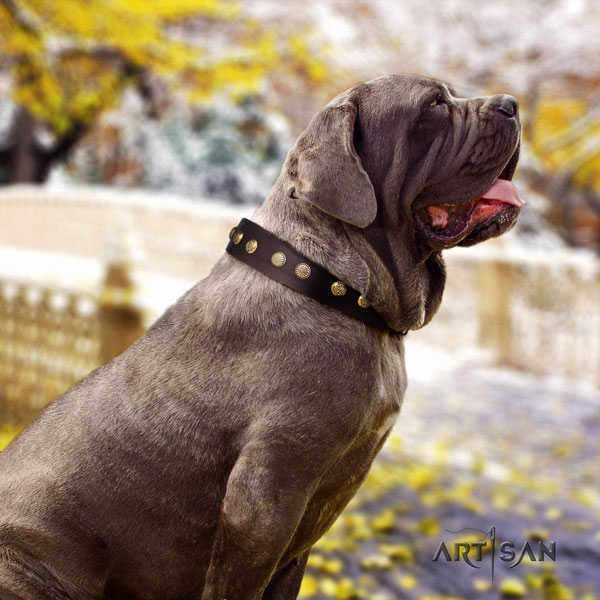 Mastino Napoletano impressive leather collar with adornments for your canine
