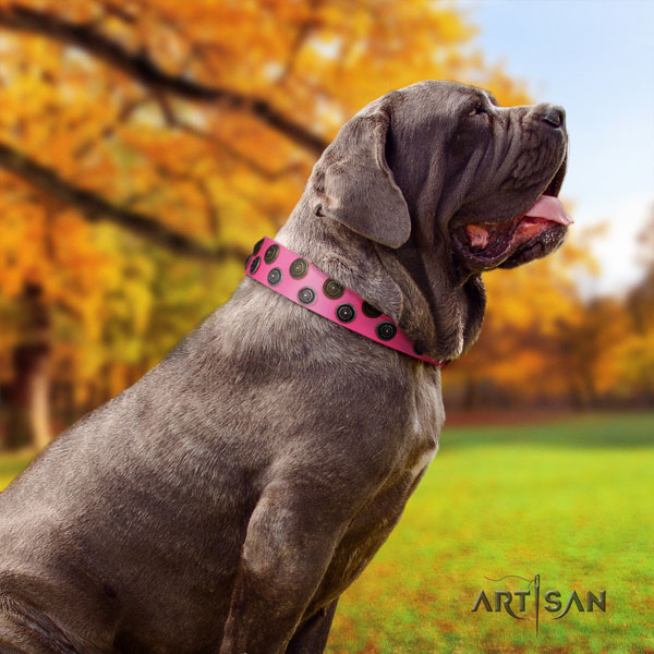 Mastino Napoletano extraordinary leather collar with studs for your pet