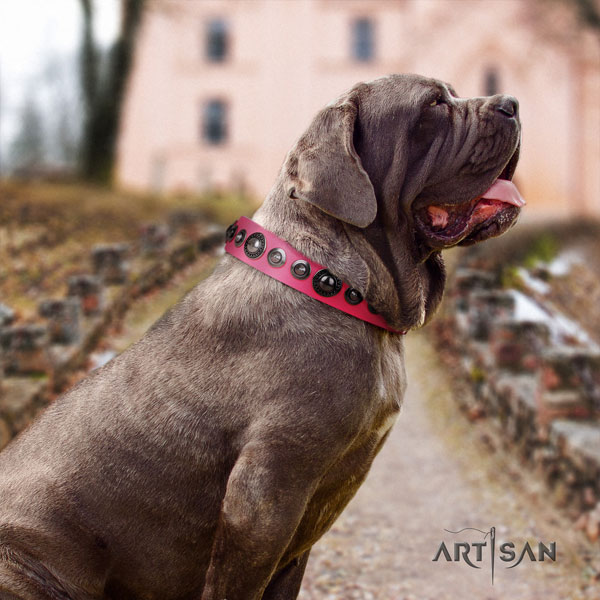 Mastino Napoletano fashionable leather collar with decorations for your four-legged friend