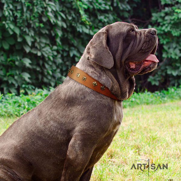 Mastino Napoletano amazing full grain genuine leather collar with studs for your four-legged friend