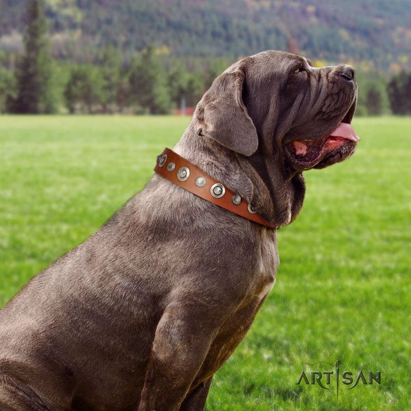 Mastino Napoletano adjustable full grain genuine leather collar with embellishments for your dog