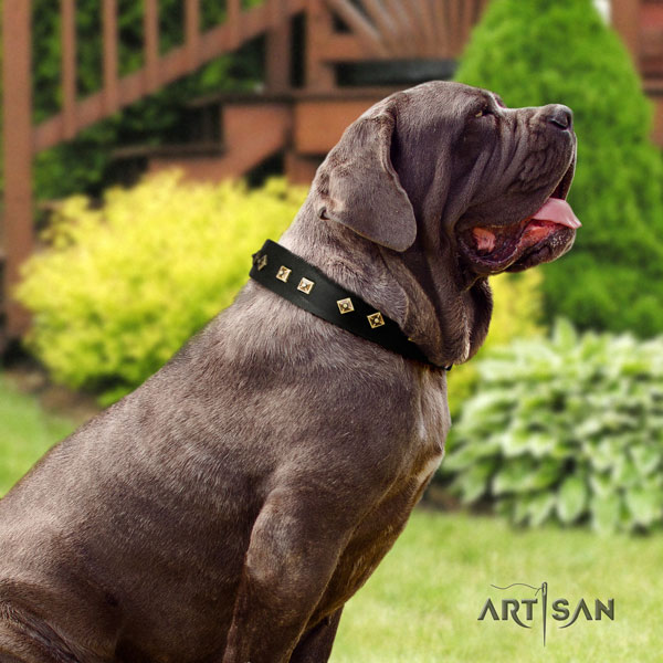 Mastino Napoletano perfect fit full grain leather collar with adornments for your four-legged friend