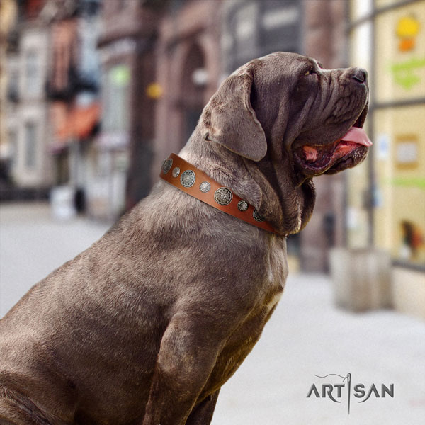 Mastino Napoletano exceptional full grain natural leather collar with studs for your doggie