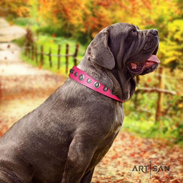 Mastino Napoletano unusual natural genuine leather collar with adornments for your four-legged friend