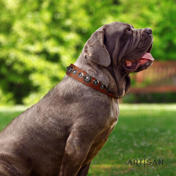 Mastino Napoletano easy wearing full grain leather collar with adornments for your canine