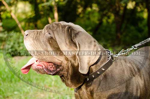 Mastino Napoletano flexible leather collar 