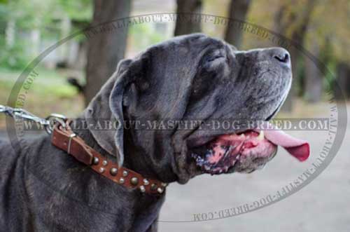 Mastino Napoletano comfortable leather collar