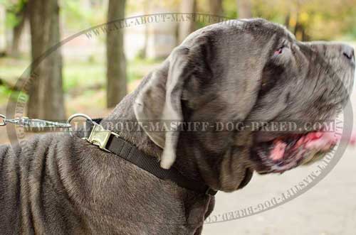 Mastino Napoletano all weather nylon collar