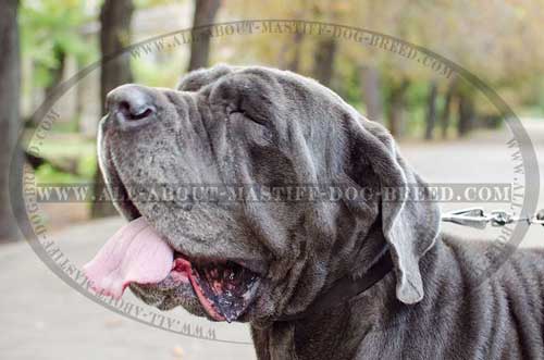 Mastino Napoletano walking leather collar