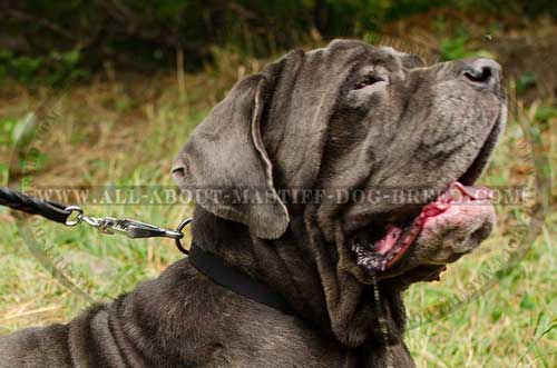 Mastino Napoletano walking leather collar