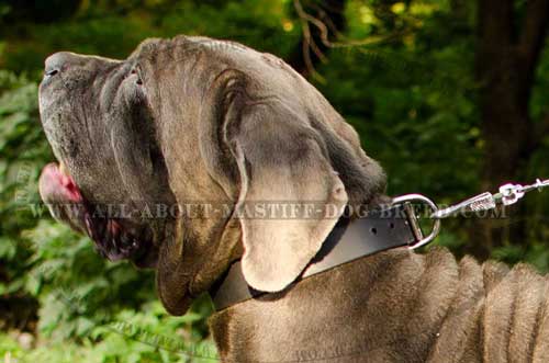 Mastino Napoletano walking leather collar