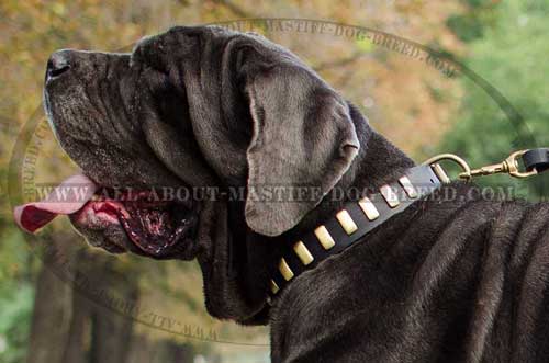 Mastino Napoletano leather collar for fashionable walking