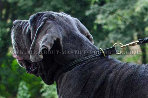 Mastino Napoletano leather collar braided