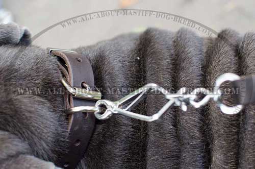 Mastino Napoletano leather collar with stainless buckle and D-ring